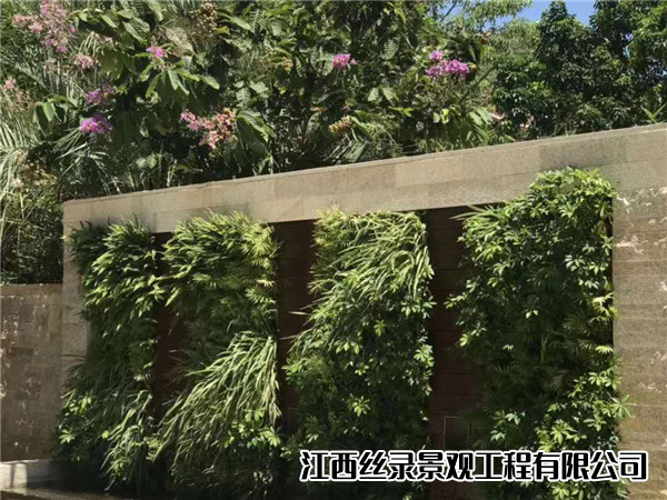 绿化植物墙，让世界更美丽